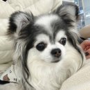 조이앤동물병원 | (화성동물병원) 강아지설사+혈변 조이앤동물병원