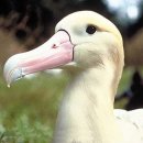 알바트로스(Albatrus)
