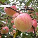 부석사 입구 이미지