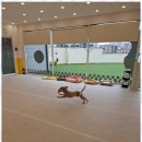 댕댕유치원 네이버블로그