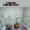대구강아지분양도그패밀리