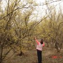 이천산수유마을 이미지