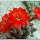 도립화목원 이미지