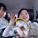 다옴 애견동반 펜션 이미지