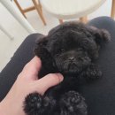 댕스마일 이미지