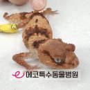 애로우게코