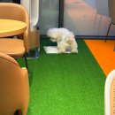 서울애견 | 서울 실내 애견카페 추천｜당산역 오브제 후기, 주차까지 돼서 더 좋았던 곳