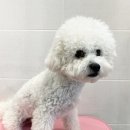 사림동197 | 창원비숑프리제미용 "할루" 비숑미용 후기