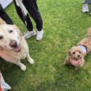 멍멍하누 이미지