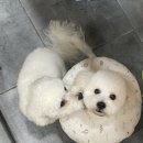 마마펫살롱 이미지