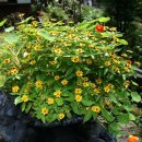 허브꽃농원 이미지