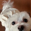 오송애견 이미지