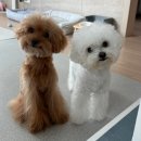 순한 강아지 샴푸를 찾는다면 브리지테일 페토세라 바디워시 플러스