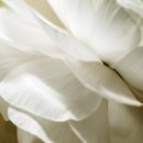 반지 원정대(종로 웨딩밴드 비교; 소그노, 소린, 밀알, 푸딩다이아, 나비드, 로이엔, 조이아주얼리, g1...