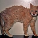 시지동물병원 이미지