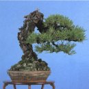 흑송농장 이미지