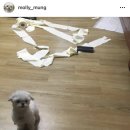 니폰내폰 이미지