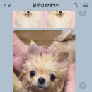 블루멍 펫 테라피 이미지