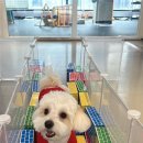 나랑애견유치원 이미지