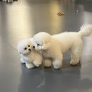 세천로7길 | 대구 다사읍 세천리 애견카페 &#39;짜세프렌즈&#39; 후기!!