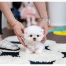 유앤미펫 강아지분양 고양이분양 위례점 이미지