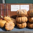 농부네 텃밭 민박 이미지