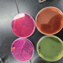 재미있는 미생물강의 이미지