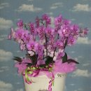 사랑의꽃집 이미지