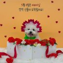 멍댕이 애견유치원 | 광주 애견유치원 애견호텔 추천 멍댕이 솔직후기 🏠🐶