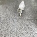 (주)퍼니펫 네이버블로그
