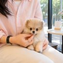비비몽 대구강아지분양 미용호텔 | 전국에서 찾는 대구강아지분양, 무엇이 다를까요?