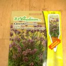 유럽꽃씨 13번 - 라벤더 종류 - 14명 이미지