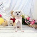 연두살롱 이미지