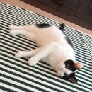 그루밍 나나 | 혹한기를 맞이하는 고양이집사의 자세