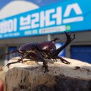 굼벵이브라더스