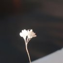 우담바라 이미지