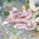 서해낙지 이미지