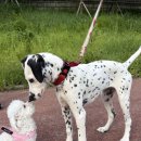 101마리 애견 이미지