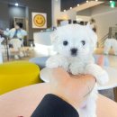 애니멀즈 강아지분양 고양이분양 대전점 이미지