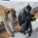 반딧불 프리미엄 이미지