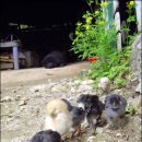 우리집 야옹이 이미지