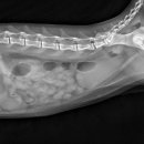 목동찬동물의료센터 이미지