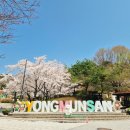 용문사 대형주차장 | 🌸 양평 용문사 벚꽃 명소 후기 | 주차요금, 천년 은행나무, 산책코스, 애견동반까지