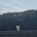 메가보트스테이 | 거제 칠천도 낚시 펜션 메가보트스테이 거제도 쭈꾸미 문어 포인트 후기