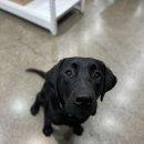 아지 상점 이미지