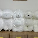 몽실몽실애견미용