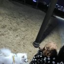 펫츠나라 동물병원 이미지
