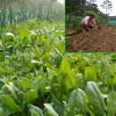 소영농장 이미지