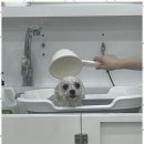 강아지미용실 이미지