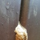 새야새야 이미지